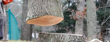 Professional Tree Care in Loch Sheldrake, NY