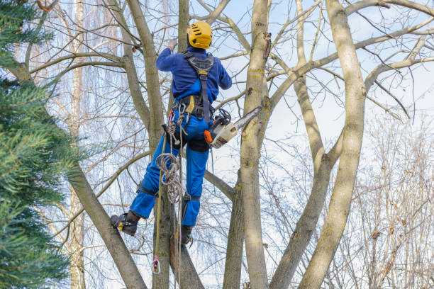 How Our Tree Care Process Works  in  Loch Sheldrake, NY